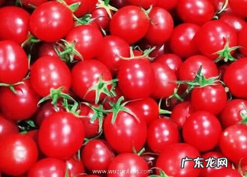 小西红柿是什么季节的水果