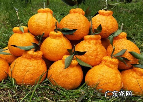 丑橘是什么季节的水果