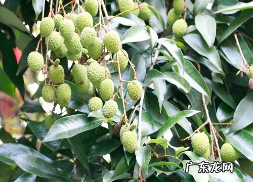 荔枝是什么季节的水果