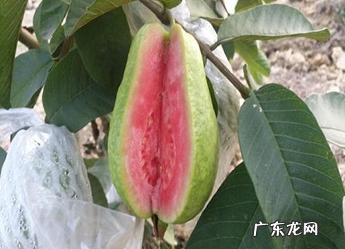 芭乐是什么季节的水果