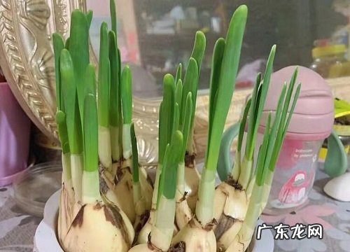 水仙花抗冻吗