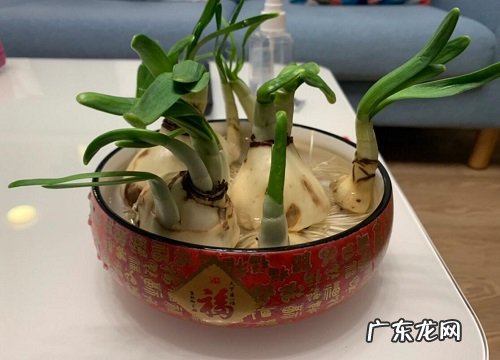 水仙花抗冻吗