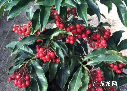 富贵籽好养吗 养殖方法和养护要点