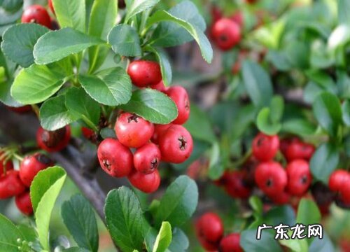 富贵籽好养吗 养殖方法和养护要点