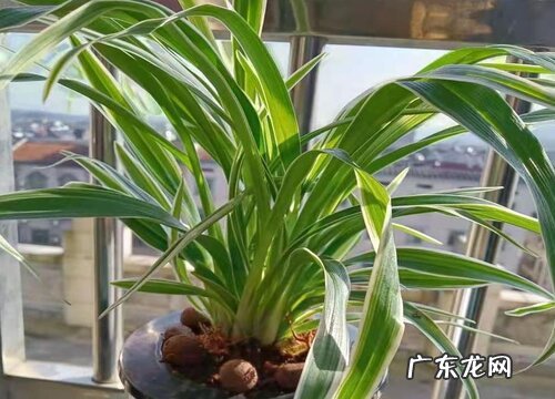 吊兰生长环境条件及特点