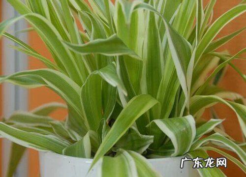 吊兰生长环境条件及特点