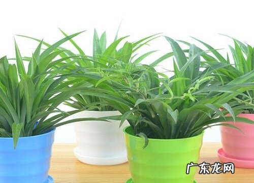 吊兰生长环境条件及特点