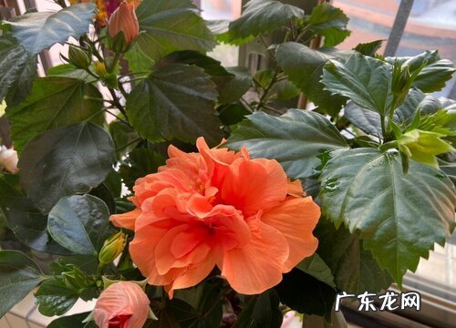 房顶适合种什么植物