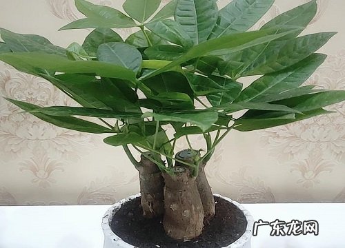 客厅里养什么花最好 养在客厅好看又吉利的花卉