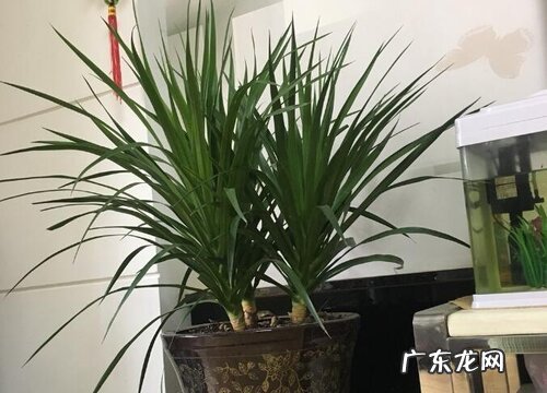 客厅里养什么花最好 养在客厅好看又吉利的花卉