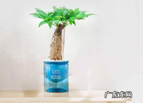 客厅里养什么花最好 养在客厅好看又吉利的花卉