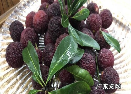 杨梅是什么季节的水果