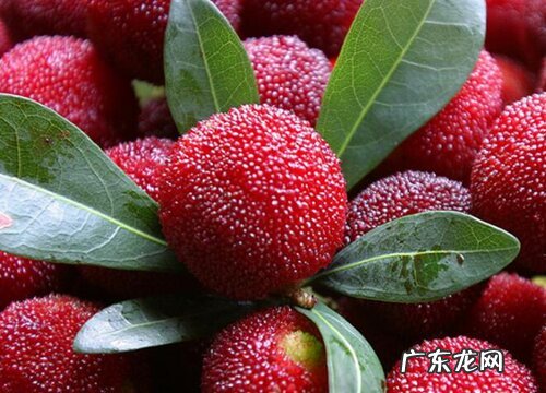 杨梅是什么季节的水果