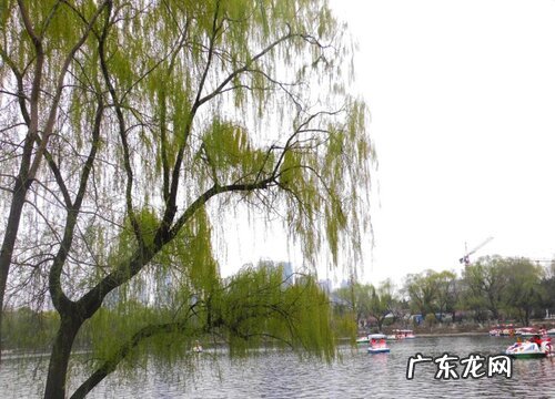 池塘边适合种什么植物