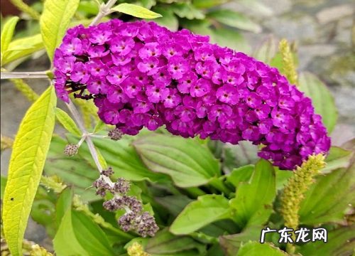 池塘边适合种什么植物
