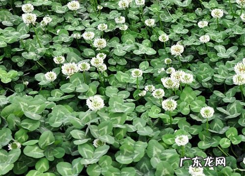 池塘边适合种什么植物