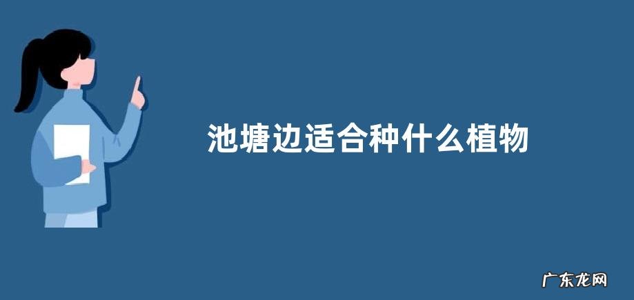 池塘边适合种什么植物