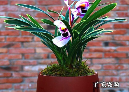 火山岩适合种什么植物