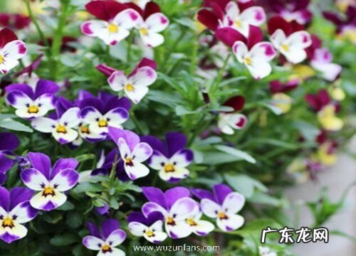 木箱适合种什么植物