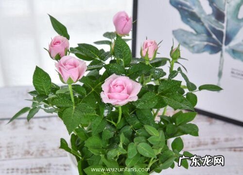 瓷盆适合种什么植物