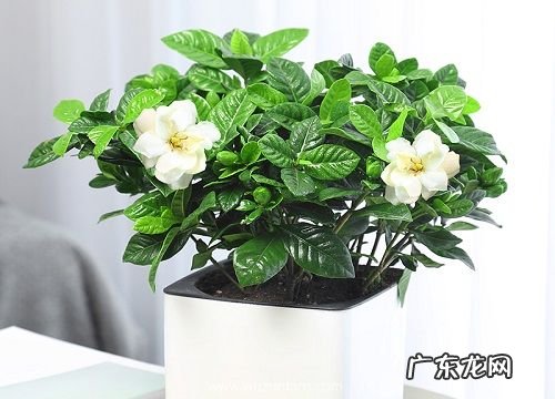 瓷盆适合种什么植物