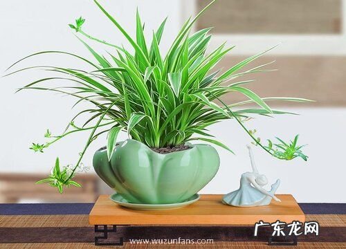 瓷盆适合种什么植物