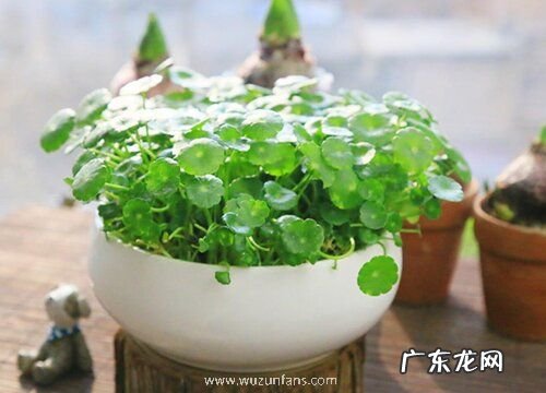 瓷盆适合种什么植物