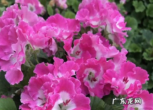 花槽适合种什么植物