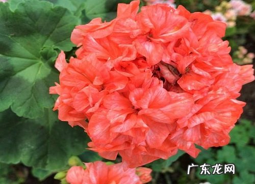 成都适合种什么植物