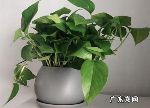 成都适合种什么植物