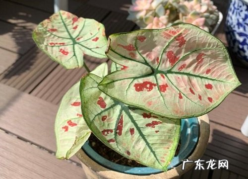 成都适合种什么植物