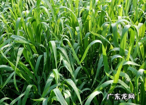 猪粪适合种什么植物