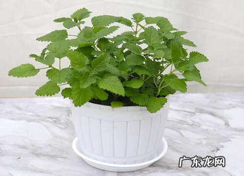 楼顶好适合种什么植物