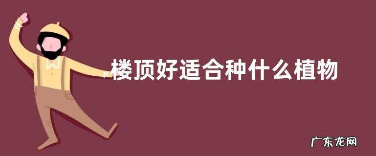 楼顶好适合种什么植物