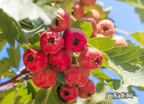 有核的水果有哪些