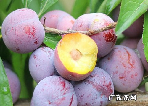 有核的水果有哪些