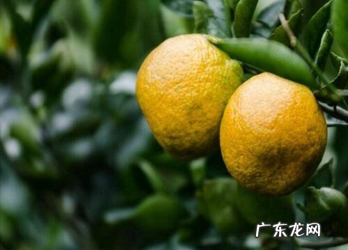 温州特产水果有哪些