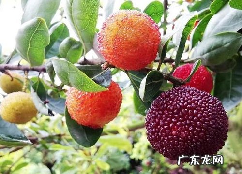 温州特产水果有哪些