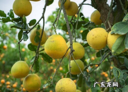 温州特产水果有哪些