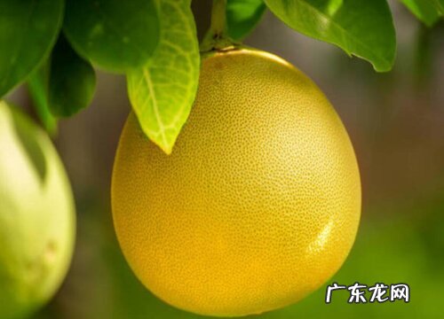 温州特产水果有哪些