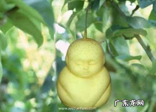 人参果甜度高吗