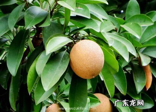 人参果甜度高吗