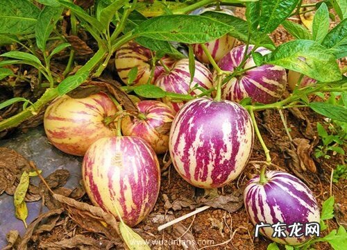 人参果甜度高吗