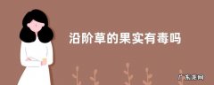 沿阶草的果实有毒吗