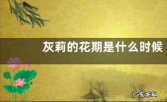灰莉的花期是什么时候