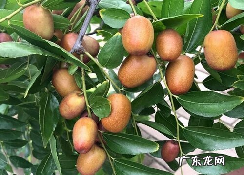 天津特产水果有哪些