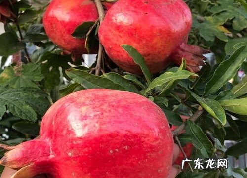 新疆特产水果有哪些