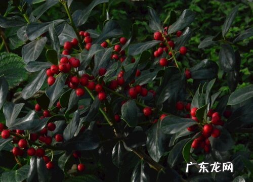 无刺枸骨果实有毒吗