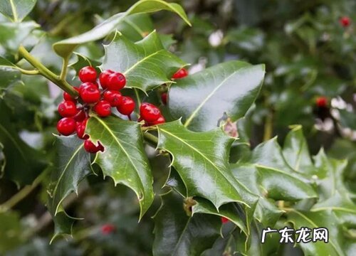 无刺枸骨果实有毒吗