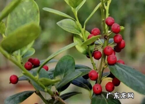 无刺枸骨果实有毒吗